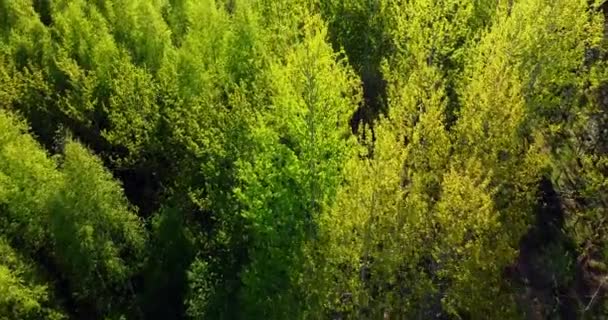 Vrcholy Stromů Proti Slunné Obloze Smíšený Les Zelené Jehličnany Listnaté — Stock video