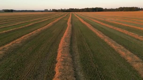 夏の夕方の夕日に黄色の小麦畑を飛んでいます 小麦農業は農業の概念を収穫する 農業産業 日没時に小麦畑を飛行するドローン 高品質4K映像 — ストック動画