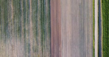 Aerial top down drone flies over spring green wheat corn. Cereal plants land, agricultural industry. Cultivation of cereal seeds on farmland in rural areas. Harvest organic cultivate .