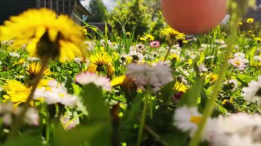 Yeşil yaz çim tarlasında çiçeklerle yürüyen insanların ayakları yere basıyor. Çiçeklerin üzerinde yürüyen bir bahçıvan. Yaz mevsiminde taze çimenlerde yalınayak yürümek. Güneş ışığı. 