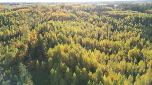 Fall Woodland Aerial Shot Gorgeous Colorful Autumn Early Autumn Forest — Vídeo de Stock