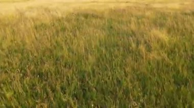 Aerial time lapse of summer sun field with flowers. Wheat field at sunrise with the light shinning through the stems. Beautiful Foggy Golden Sunrise Over Cornfield flowerfield. Green grass valley. 