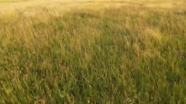 夏日的阳光带着花朵飞逝在空中 太阳升起时 麦田里闪烁着光芒穿过枝干 美丽的福格金黄色的日出笼罩在康菲尔德的花圃之上 绿草谷 — 图库视频影像