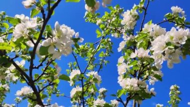 Blossoms fall from trees, White flowers of a cherry blossom on a Cherry Tree Against Blue Sky and Shining Sun. Bright floral scene with natural lighting. Beautiful Spring Apricot tree blossom. 