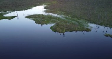 Misty fog blowing over pine tree forest, sunrise rays shining through branches. Aerial view of sunrise with fog above lake in the bog, swamp. Morning fog at beautiful early summer morning. 