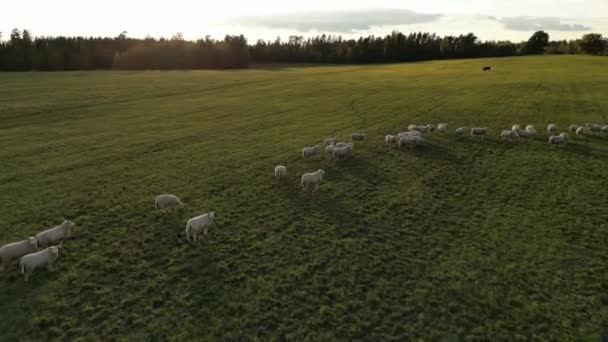 Aerial View Sheeps Field Lock Sheep Meadow Flock Sheep Grazing — Stock video