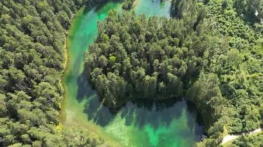 Aerial over the turquoise green blue lake with transparent mineral water. Transparent water surrounded by scenic green pine trees. Cinematic wild nature aerial, untouched nature on sunny summer day.
