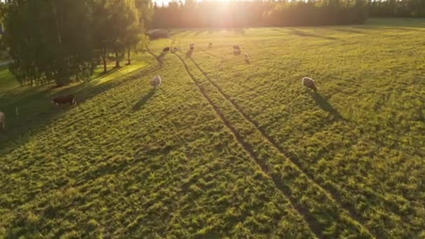 Aerial View Sheeps Field Lock Sheep Meadow Flock Sheep Grazing — Stok video