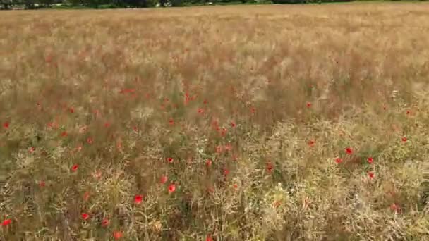 Flight Field Red Poppies Beautiful Red Flowers Field Rays Evening — Stock Video