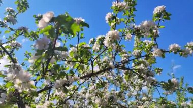 Closeup of blooming white pear flowers morning sunlight. Blossom apple tree with branches with sunshine on background. Bright floral scene with natural lighting. White flowers on a tree in soft sunset