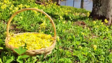 Yellow color Primrose Primula with yellow flowers in flowerbed in spring time. Woman hands picking up tea and placing it to the basket. Fresh yellow green tea leaves. Floral spring or summer blooming.