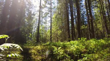 Beautiful morning in the forest, time lapse view of sun rays illuminating a beech forest in vivid shades of fresh green. Sun is shining through the trees, fast moving leaf. . High quality FullHD 