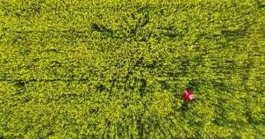 Top down view of a woman walks through the meadow in thick rapeseed field. Woman with red dress walks through flower meadow of rapseseed flowes. Touches wild plants on nature. Pretty unrecognizable. 