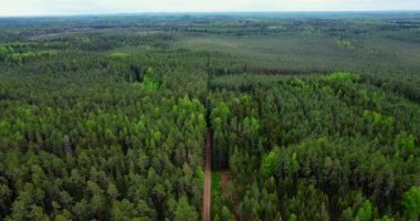 Tree tops against evening sky. Pine forest is a natural resource. Aerial view of forest in Sweden, Finland, Estonia. Drone shot flying over spruce conifer treetops. Top View In Summer Evening.