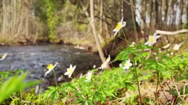 Flowers blossoms are blooming near both side of the river on spring season. Wild yellow flowers in the early spring forest. The first spring flowers in the forest. Blooming on the river bank close up.