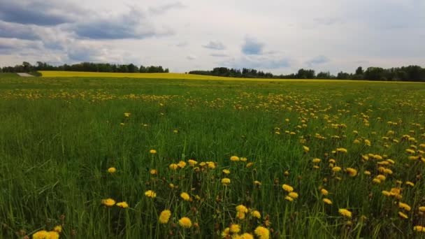 Yellow Dandelion Flowers Green Field Hyper Lapse Time Lapse Clouds — Wideo stockowe