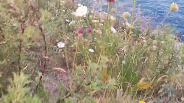 Low Angle Flying Flower Field Looking Mount Vesuvius Flying Flower — Vídeo de stock