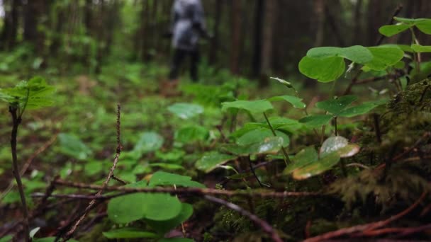 金属探知機を持った男がレインコートを着て歩く 緑の葉 植物に焦点を当てます ゆっくりと探して宝物を見つける 宝探し 金属探知機を持った男が横から横に動いている — ストック動画