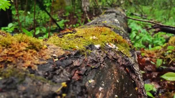 Man Walks Log While Hiking Woods Stepping Fallen Log Wild — Vídeos de Stock