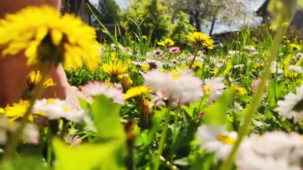 Homens Pés Caminhando Campo Grama Verão Verde Com Flores Pessoas — Vídeo de Stock