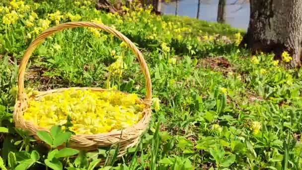黄色の花を咲かせるプリムラを咲かせます 女性はお茶を手に取り 籠に入れます 新鮮な黄色の緑茶の葉 夏咲き — ストック動画