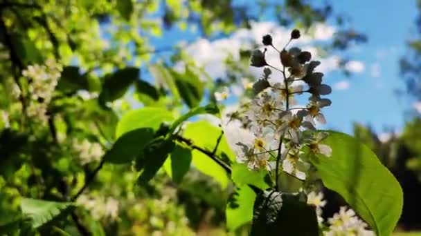 白い洋梨の花の閉鎖朝の日差し 太陽の光を背景に枝を持つ花のリンゴの木 自然光で明るい花のシーン 柔らかい夕日の木の上の白い花 — ストック動画