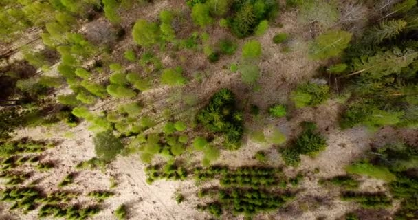 若い苗木や古い木と森林松の森の空中トップダウンビュー 若い森の早春の景色 小さな松の木のラインと森林再生のために使用される土地のプロット — ストック動画