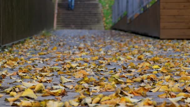 Unrecognizable Man Walking Autumn Street Walking Stone Stairs City Park — 비디오