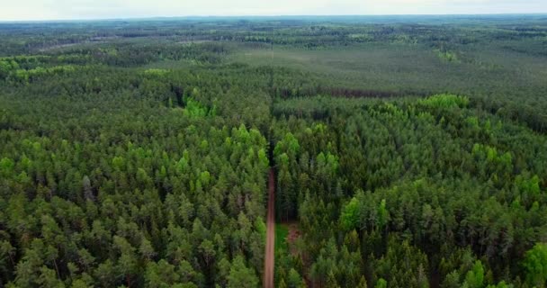 夕方の空に対して木の上 松林は天然資源である スウェーデン フィンランド エストニアの森の空中ビュー スプルースの上を飛んでドローンショットは木を針葉樹 夏の夜のトップビュー — ストック動画