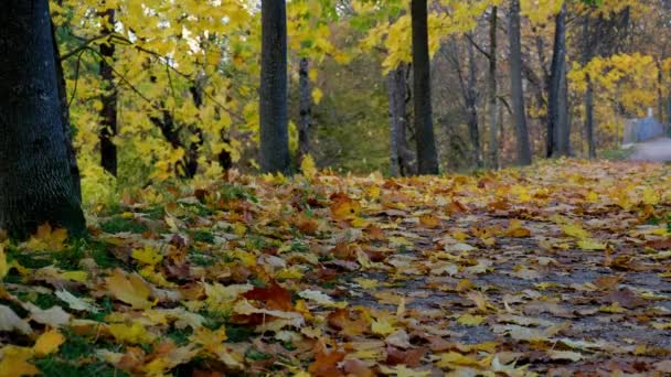 Colorful Falling Autumn Leaves Dry Leaves Fall Yellow Autumn Trees — Stockvideo