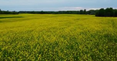 Flying over blooming rapeseed field on a sunny beautiful day. Yellow rapeseed flowers. 4k. Beautiful colorful plant high angle view. Flowering canola field and rich harvest of blooming yellow rapeseed