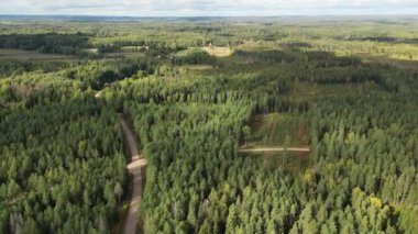 Zengin yeşil ağaçlar, atmosferik kuşlar zengin, yeşil bir ormanın manzarası. İHA atışı ağaç tepeleri ve göl üzerinde uçuyor. Büyük vahşi doğada çam ağaçları ve köknar. Vahşi yaşamı ve doğanın geniş görüntülerini kavra. 