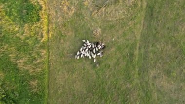 Aerial Shot with drone chasing sheep, aerial view of sheeps escaping and running. Flock of sheep grazing in the green meadow. Sheep are eating in the fields. White and brown sheep. Green grassy meadow