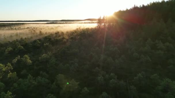 Flying Green Trees Forest Sunrise Sunrise Misty Countryside Magical Fog — Vídeo de Stock
