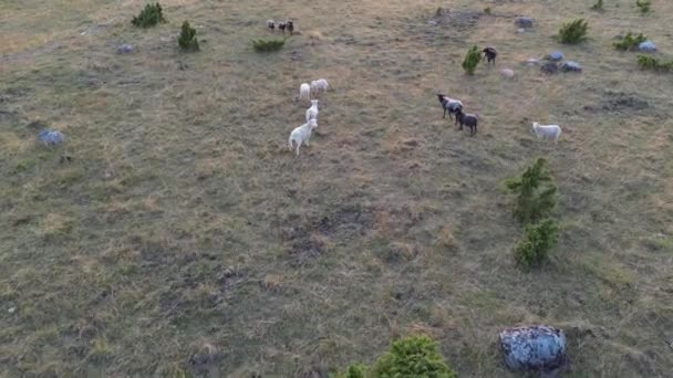 Воздушный Шот Дроном Преследующим Овцу Вид Воздуха Убегающих Бегущих Овец — стоковое видео