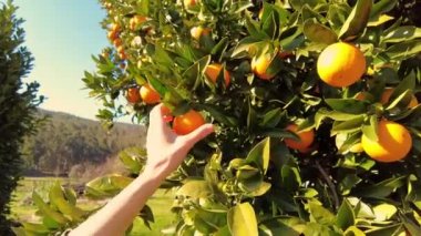 Woman picking orange at the garden. Ripe Orange Citrus fruits or tangerines hanging on a tree. Person Picking fresh Healthy organic juicy oranges produce from orange trees in agricultural field. 