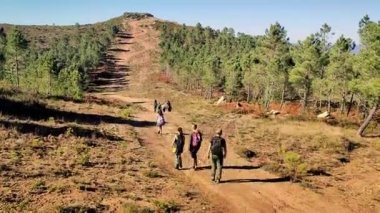 Group of hikers with backpack going up through woods hiking. Wild nature at sunny day. Hiking on trail up peaceful lush high elevation green forest with sun flares tracking shot of A group hikers. 