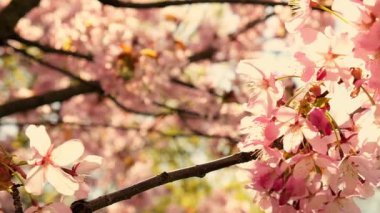 Slow motion of honey bees pollinating pink cherry blossoms in full bloom. Swaying in the wind blue sky japan. Spring cherry blossoms in full bloom. Beautiful nature scene blooming Apricot blossoming.