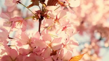 Spring flowers bloom. Cherry Blossom Blossoming Cherry Tree In Full Bloom On Blue Sky Background, Sakura Flower. Japanese Garden in Spring. Flowering of a Fruitful Plant. Fresh Blossoms Petals.