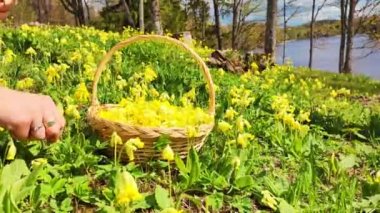 Yellow color Primrose Primula with yellow flowers in flowerbed in spring time. Woman hands picking up tea and placing it to the basket. Fresh yellow green tea leaves. Floral spring or summer blooming.