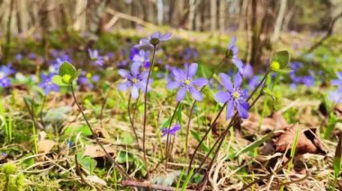 Flowers blossoms are blooming near both side of the river on spring season. Wild yellow flowers in the early spring forest. The first spring flowers in the forest. Blooming on the river bank close up.