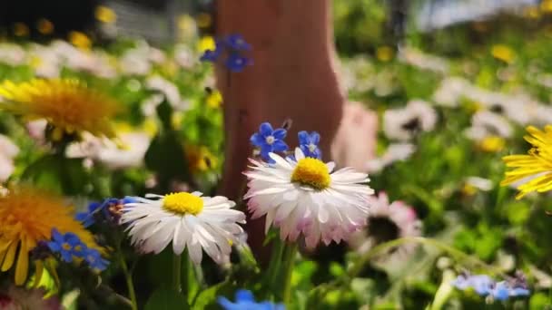 Männer Füße Gehen Auf Dem Grünen Sommer Grasfeld Mit Blumen — Stockvideo