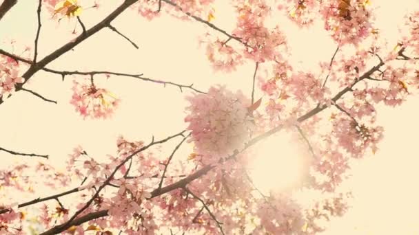 春には青空の下で桜を咲かせます 柔らかな風になびく桜春には日本庭園で桜が咲きます 花ピンク画像 — ストック動画