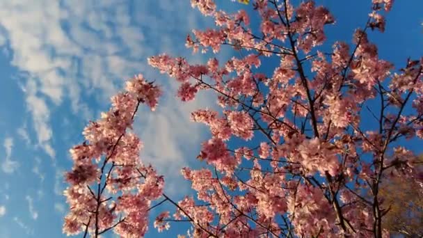 White Flowers Cherry Blossom Cherry Tree Japanese Sakura Hanami Cherry — Vídeo de Stock