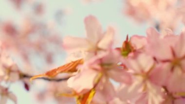 Spring flowers bloom. Cherry Blossom Blossoming Cherry Tree In Full Bloom On Blue Sky Background, Sakura Flower. Japanese Garden in Spring. Flowering of a Fruitful Plant. Fresh Blossoms Petals.