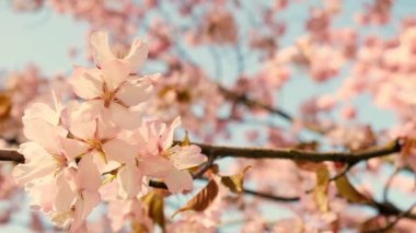 Pink cherry blooming against bright sunrise sky. Cherry branch with flowers in spring bloom. Landscape of the cherry blossom. Golden sunbeams falling on beautiful sakura flowers against blue sky.