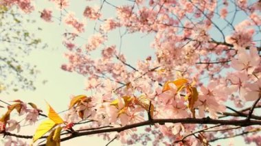 Peach tree blooming with sunrays, Shimmering rays of the sunset in the background. Spring cherry blossoms in full bloom, abstract video of cherry blossoms in the sun. Sakura Japan in spring time. 