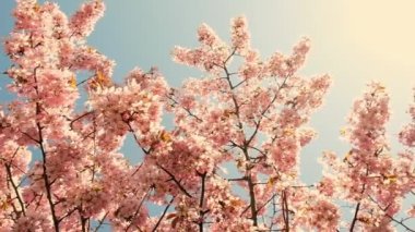 Blossoms fall from trees against beautiful blur orchard blooming background slow motion. Spring view of opening Sakura flowers on branches Cherry tree. Falling cherry blossoms on sunny spring. Japan.