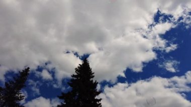 Soap bubbles floating in the air, soap bubbles are flying against the background of green trees and blue sky. Big bubble shimmering colors of the rainbow. Childrens outdoor games in the park. 