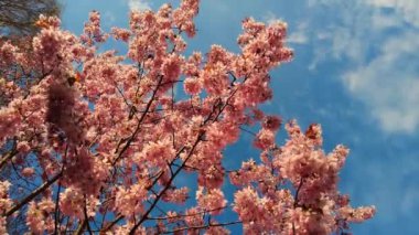 Flowering Cherry flowers on pink and blue natural background. Cherry blossoms are fluttering in the soft breeze and sunset color. Cherry blossom concept. Opening Spring Sakura flowers on Cherry tree.